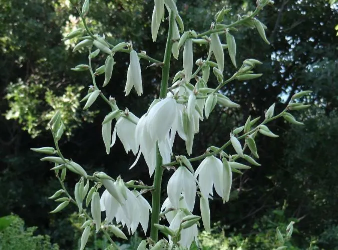 Lejlighed Bassi Stara Baška